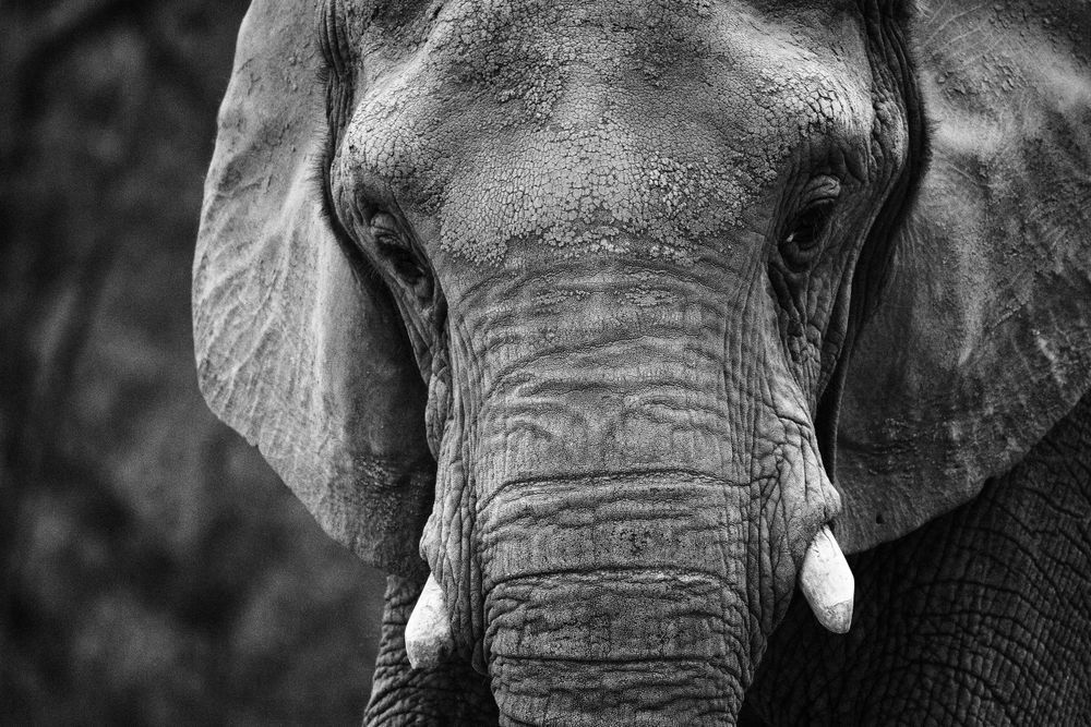 Elephant Portrait Photography Art | John Lazo Photography