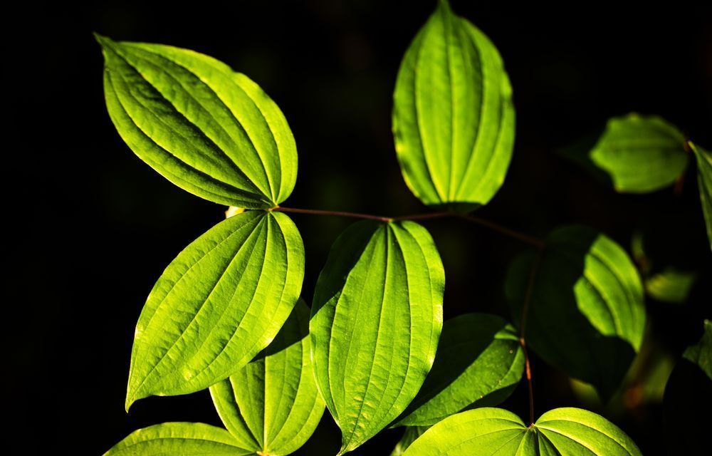 Just Above The Forest Floor Photography Art | John Lazo Photography