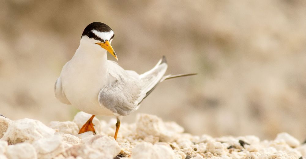 Least Tern Hop Photography Art | John Lazo Photography