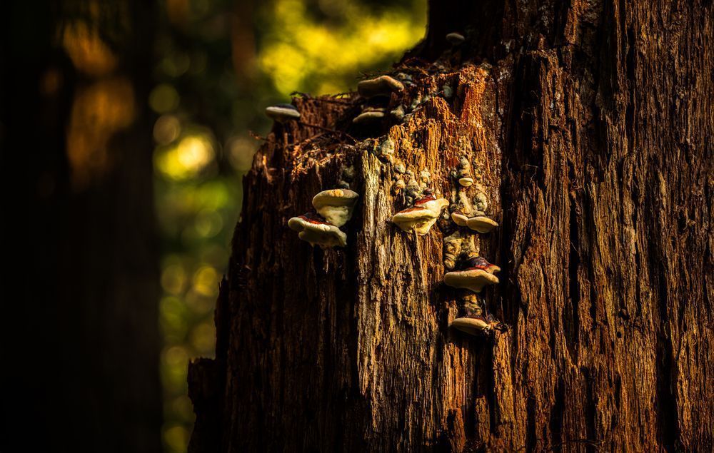 Morning Mushrooms Photography Art | John Lazo Photography