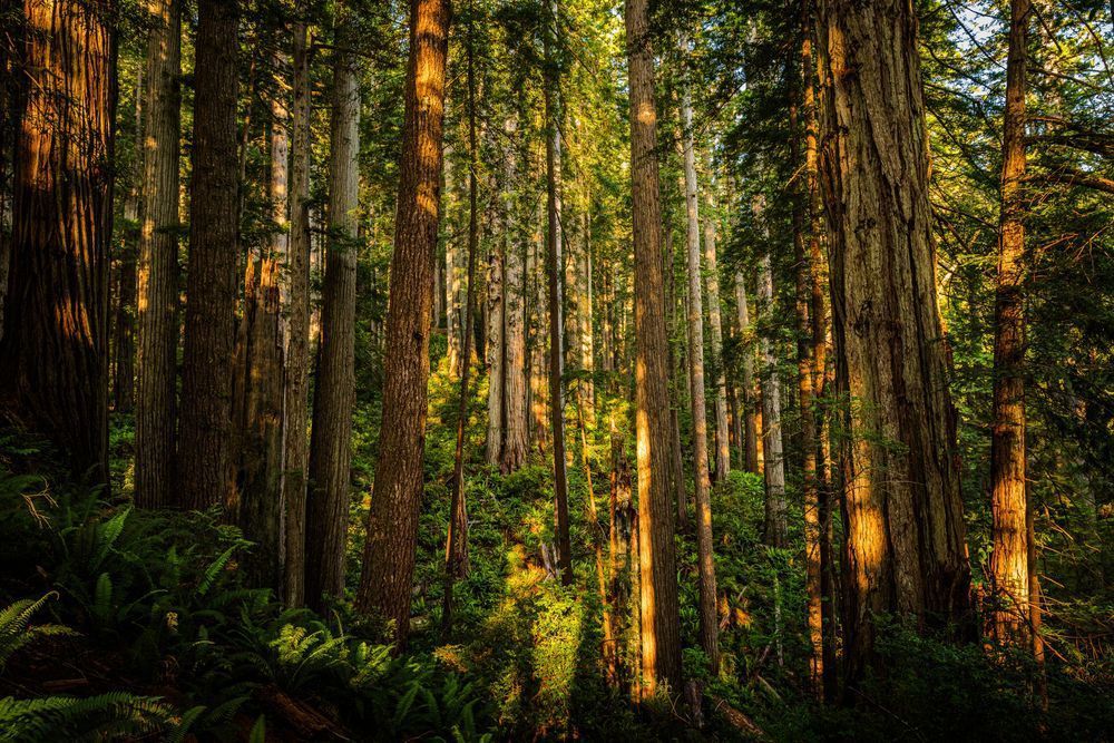 Morning Light Through The Redwoods Photography Art | John Lazo Photography