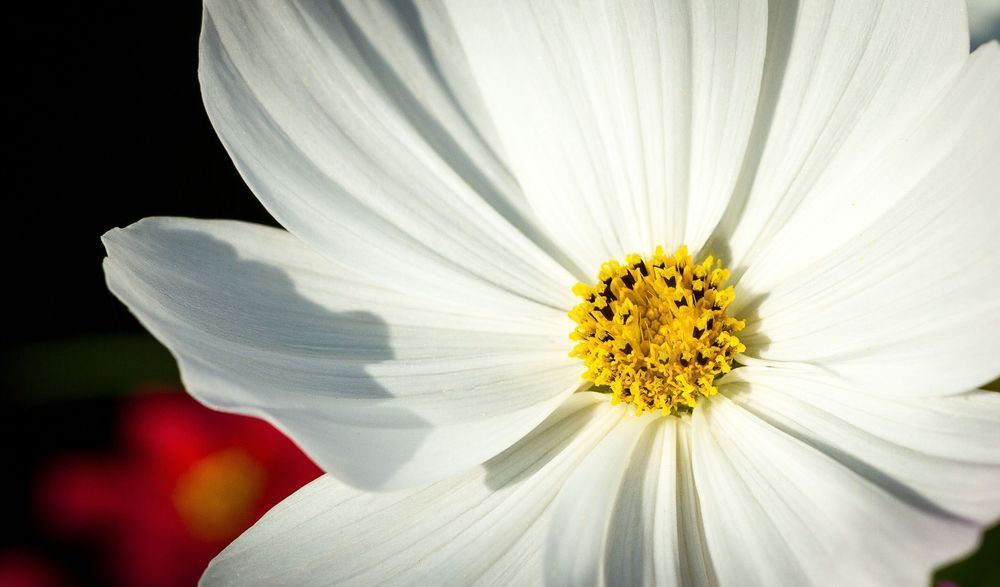 Morning Flower Photography Art | John Lazo Photography