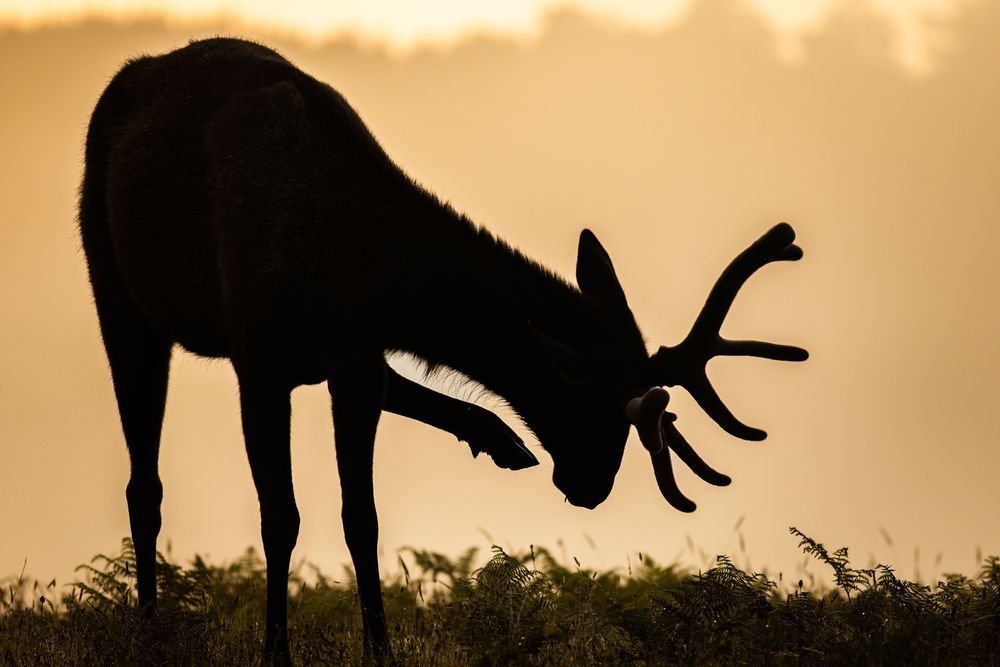 Roosevelt Elk Itch Photography Art | John Lazo Photography