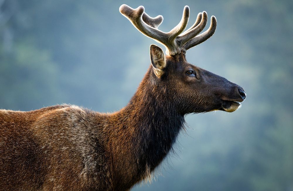 Roosevelt Elk Portrait Photography Art | John Lazo Photography