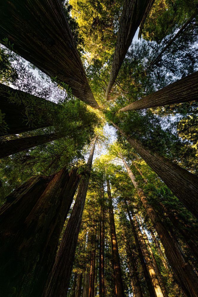 Spiraling To The Canopy Photography Art | John Lazo Photography