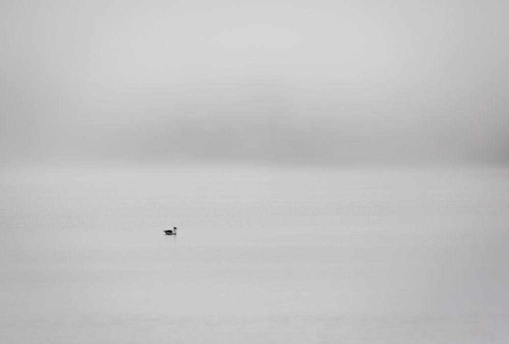 Simply Seagull Photography Art | John Lazo Photography