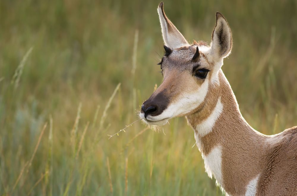 Pronghorn Antelope Photography Art | John Lazo Photography