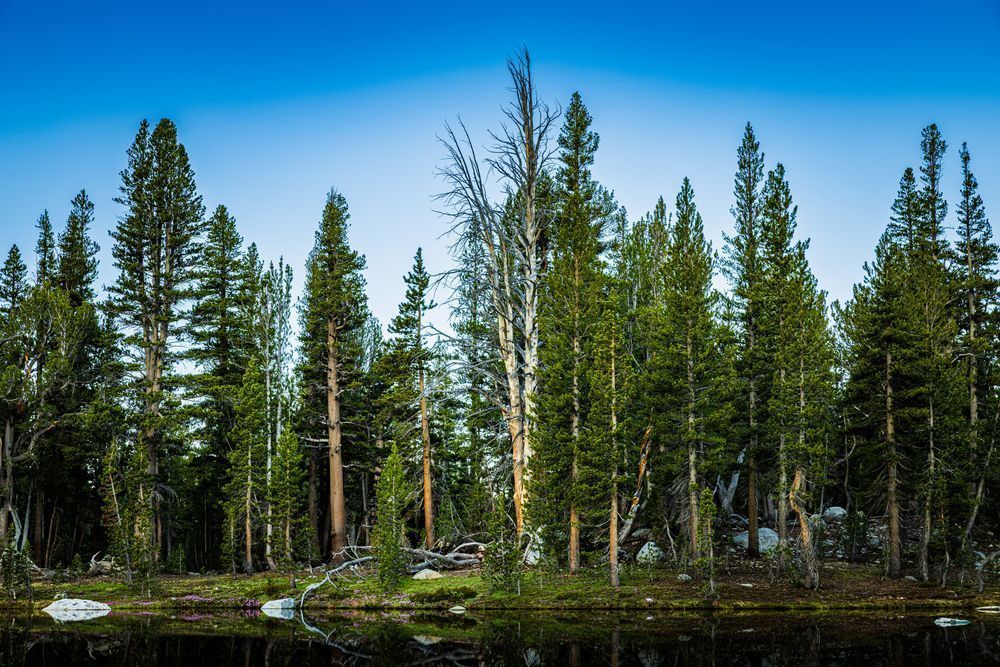 Pond Beneath Mt. Dana Photography Art | John Lazo Photography