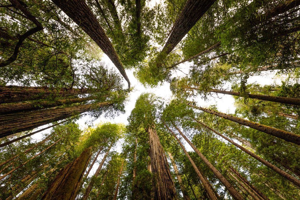 Warm Bronze Redwood Canopy Photography Art | John Lazo Photography