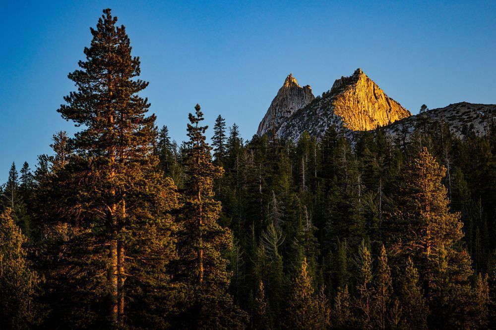 Trees Taller Than Mountains Photography Art | John Lazo Photography