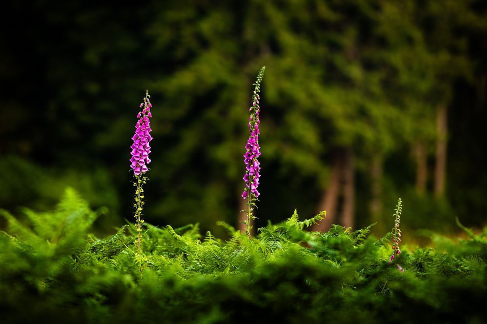 Towering Foxglove Photography Art | John Lazo Photography