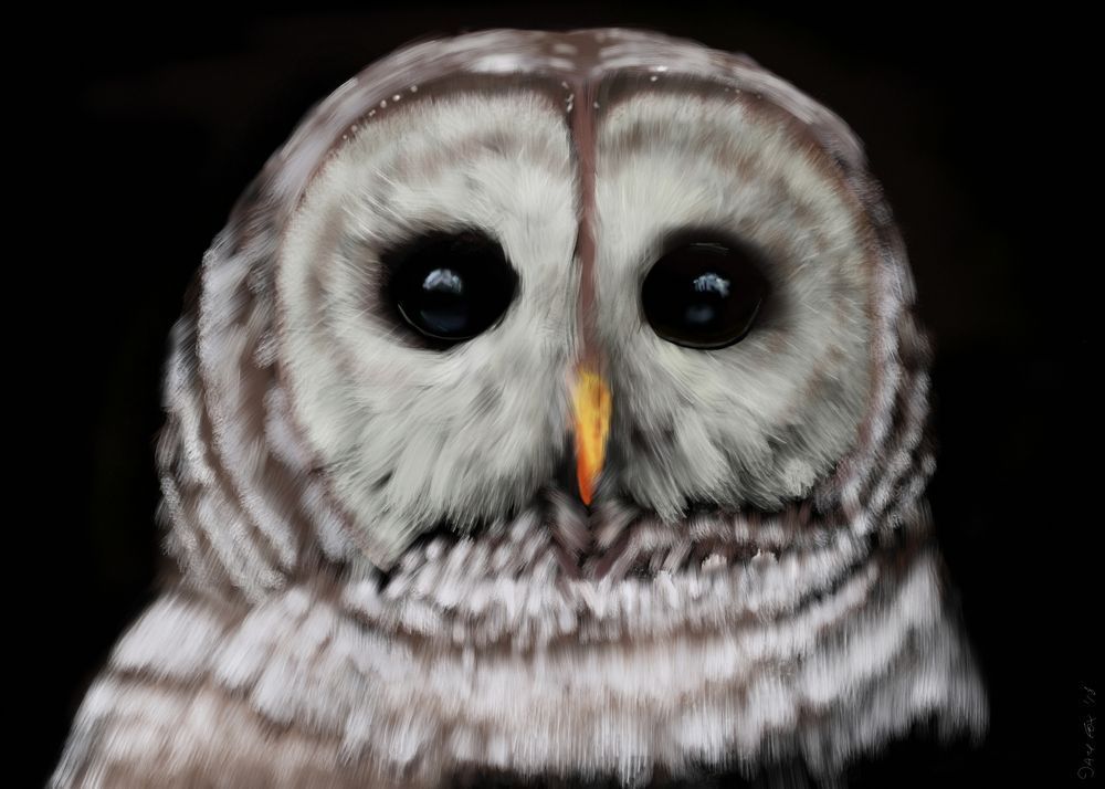 Crestwood Owl Art | Dave Fox Studios