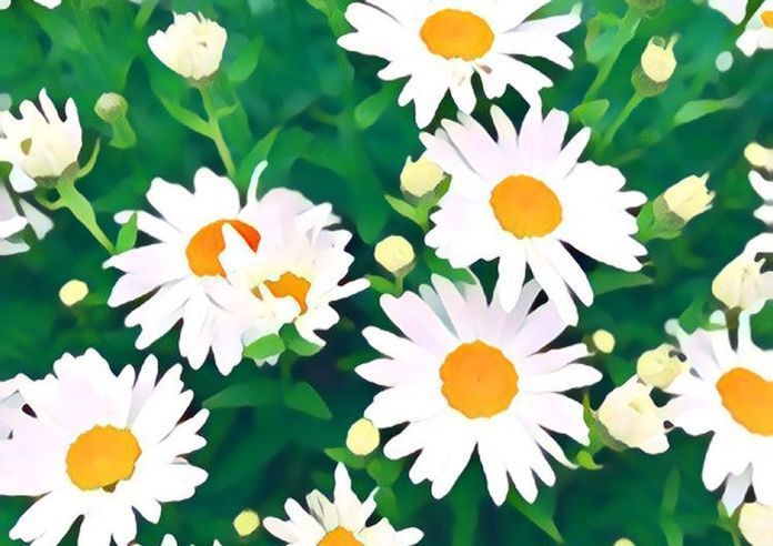 Daisy Art | Dave Fox Studios