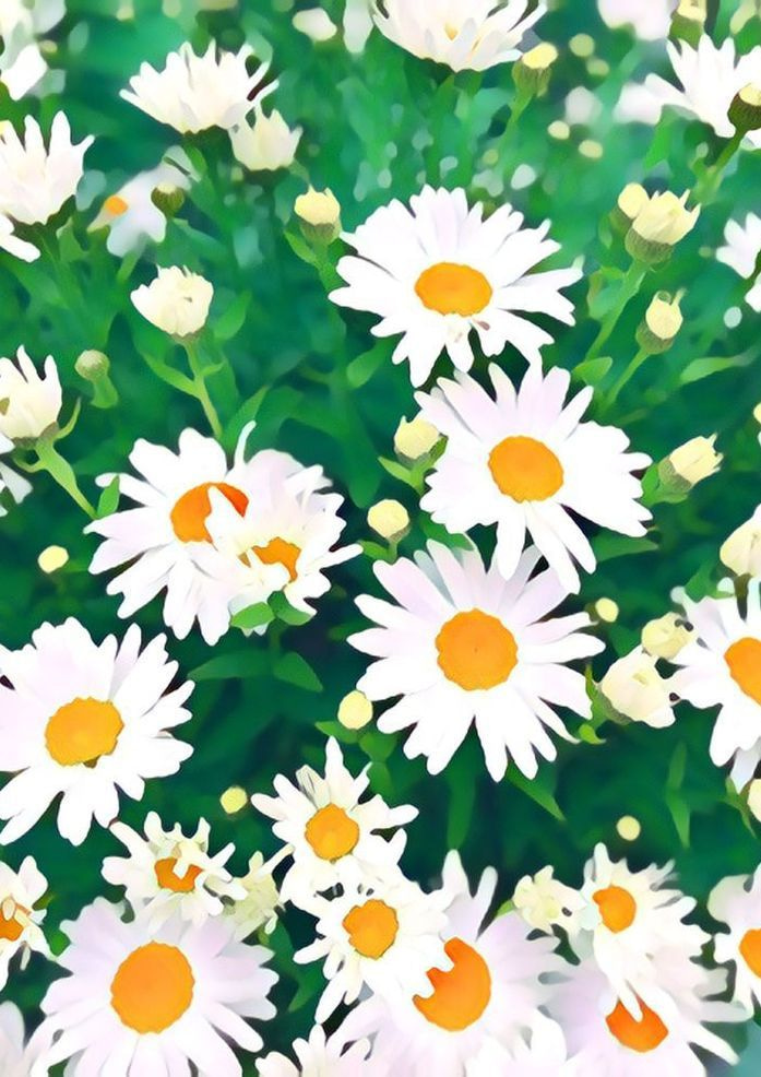 Daisy Art | Dave Fox Studios