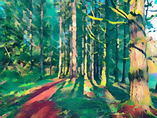 Forest Art | Dave Fox Studios