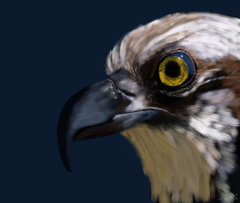 Seahawk Art | Dave Fox Studios