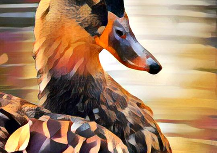 Duck Fall Colors Art | Dave Fox Studios
