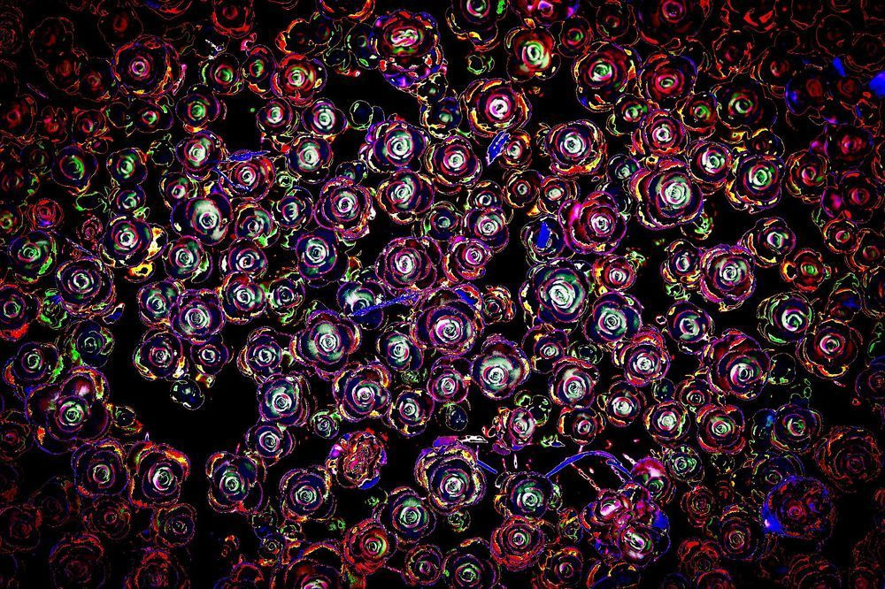 Coral Reef Photography Art | Steve Rizzi Photography