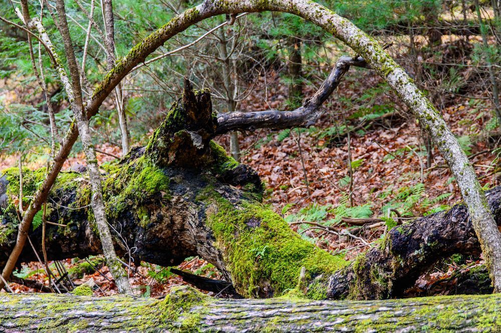 Moss Covered Logs Photography Art | Steve Rizzi Photography