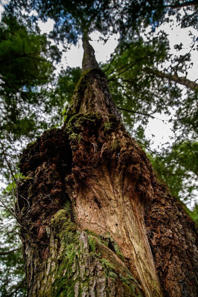 Enduring Bark Photography Art | Steve Rizzi Photography