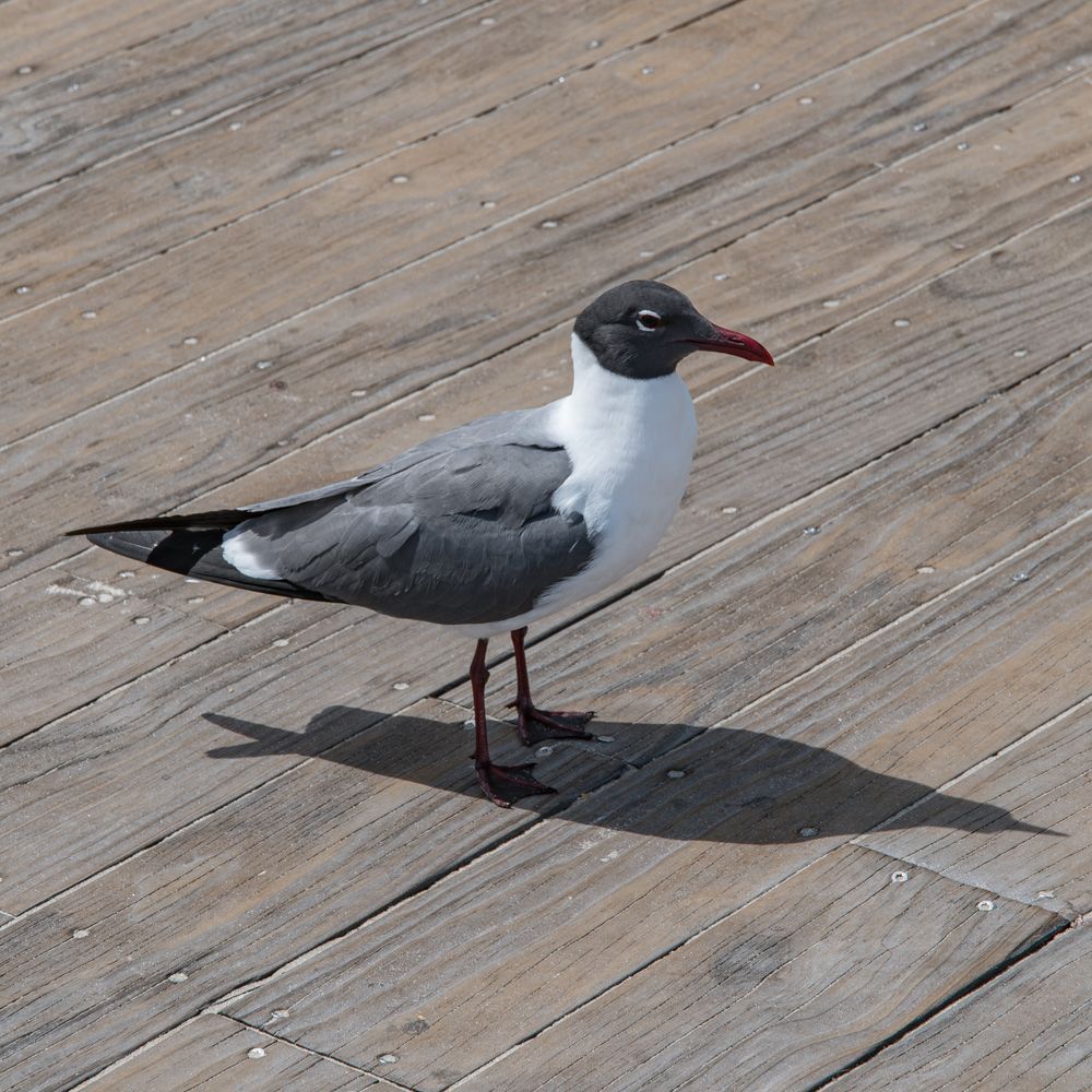 Seagull On Deck Photography Art | Steve Rizzi Photography