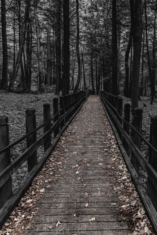 Forest Passage Photography Art | Steve Rizzi Photography
