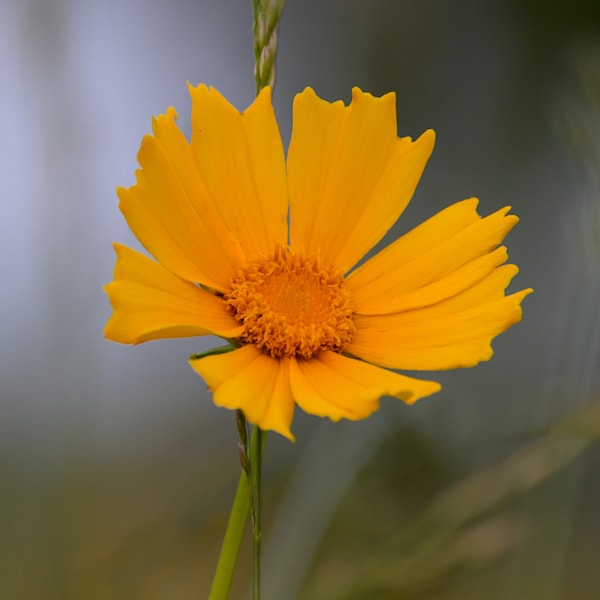 Golden Blossom