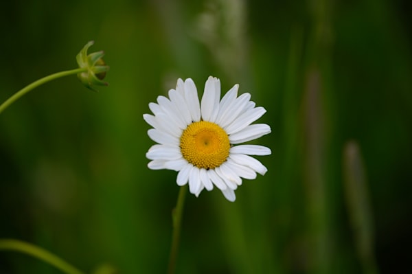 Daisy Delight