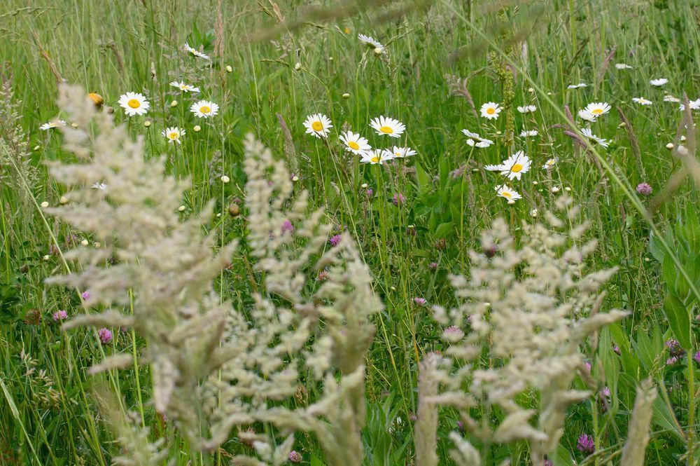 Meadow Daisies Photography Art | Steve Rizzi Photography