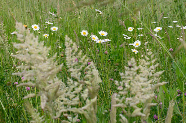Meadow Daisies