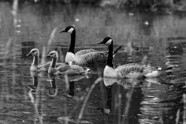 A Family Place