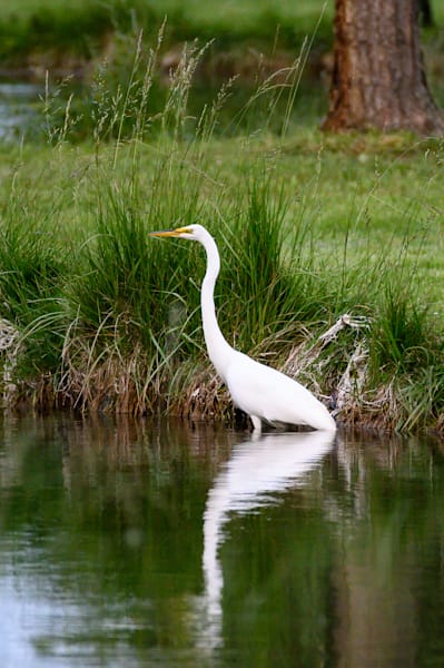 Great Egret Reflection
