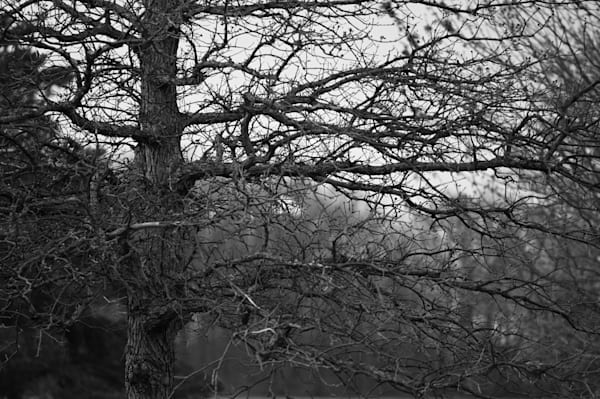Monochrome Branches