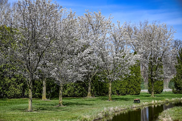 Whispers of Spring
