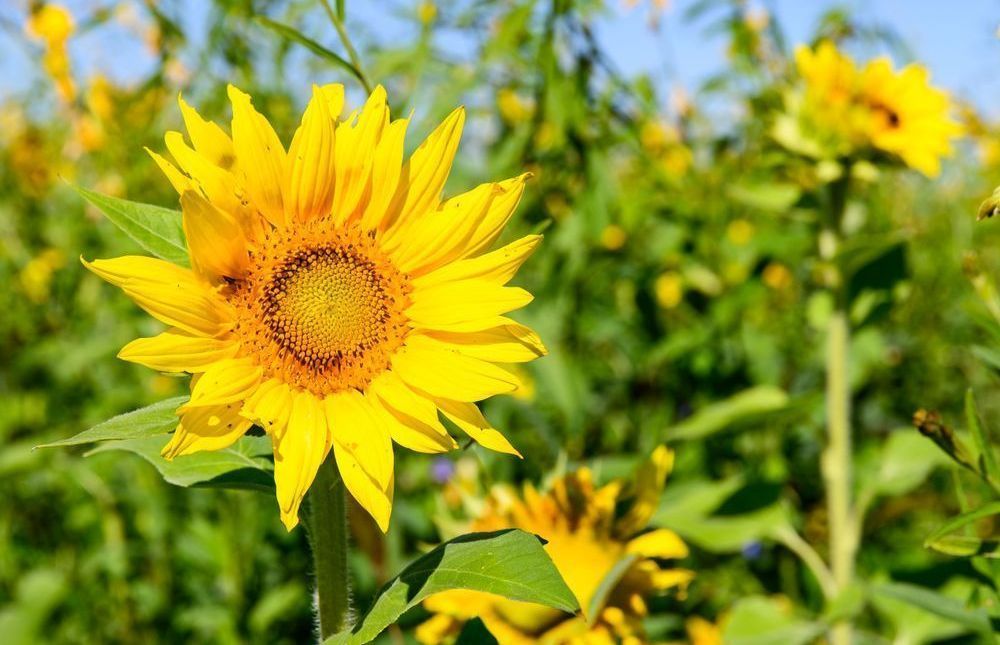 Gorman Heritage Farm Flowers Photography Art | Steve Rizzi Photography