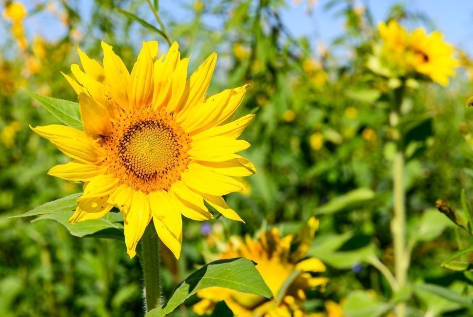 Gorman Heritage Farm Flowers Photography Art | Steve Rizzi Photography