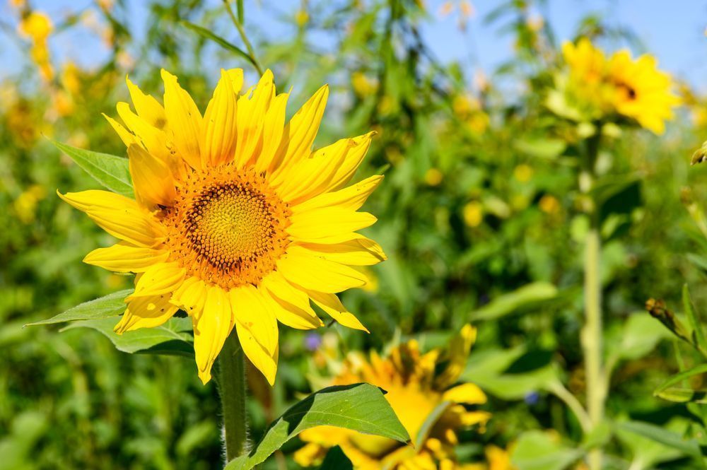 Gorman Heritage Farm Flowers Photography Art | Steve Rizzi Photography