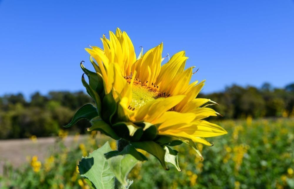 Gorman Heritage Farm Flowers Photography Art | Steve Rizzi Photography