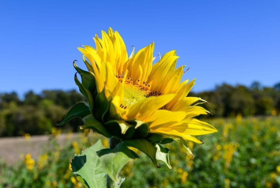 Gorman Heritage Farm Flowers Photography Art | Steve Rizzi Photography