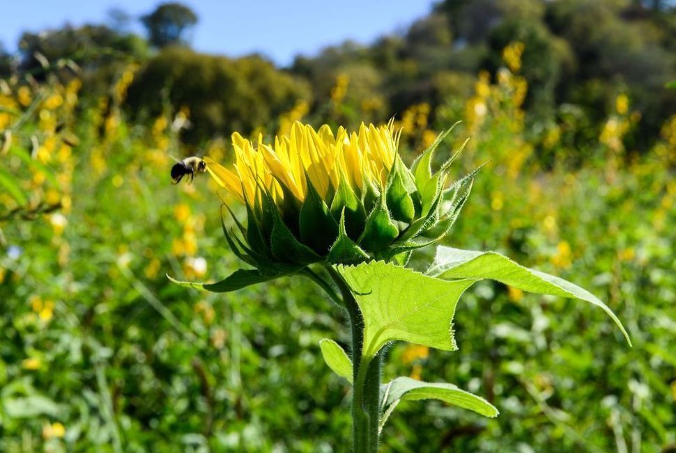 Gorman Heritage Farm Flowers Photography Art | Steve Rizzi Photography