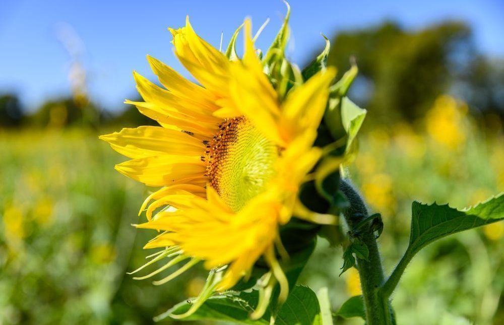 Gorman Heritage Farm Flowers Photography Art | Steve Rizzi Photography