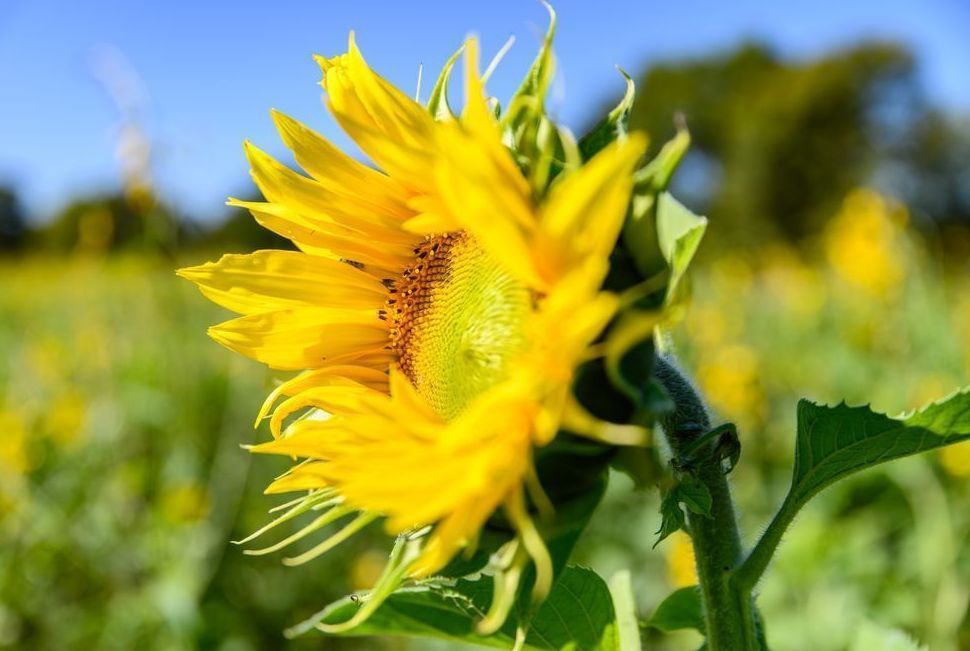 Gorman Heritage Farm Flowers Photography Art | Steve Rizzi Photography