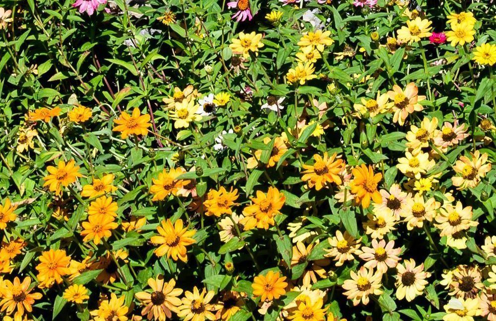 Gorman Heritage Farm Flowers Photography Art | Steve Rizzi Photography
