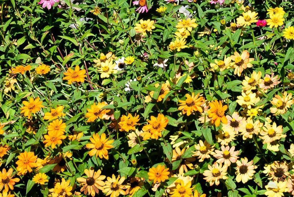 Gorman Heritage Farm Flowers Photography Art | Steve Rizzi Photography