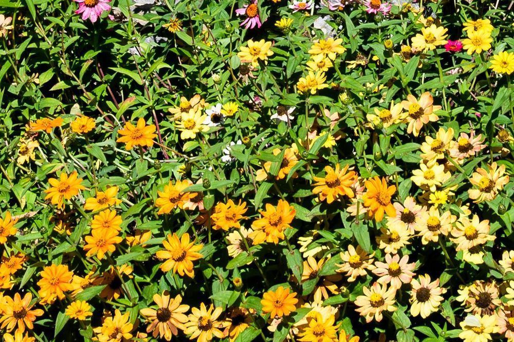 Gorman Heritage Farm Flowers Photography Art | Steve Rizzi Photography