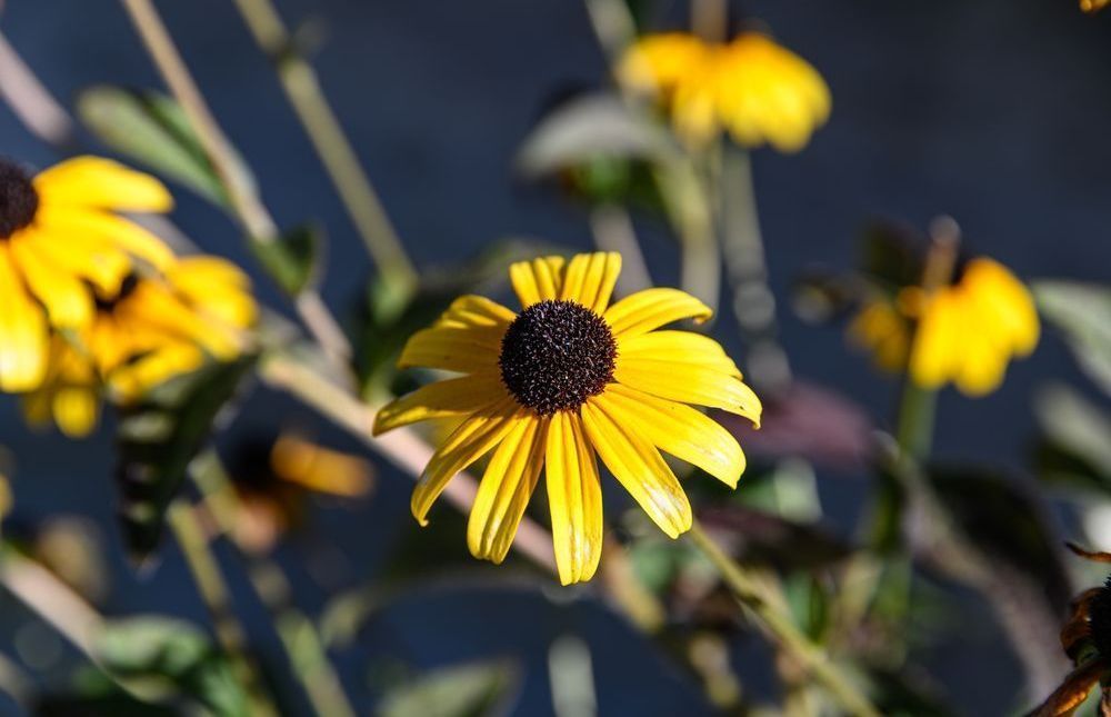 Gorman Heritage Farm Flowers Photography Art | Steve Rizzi Photography