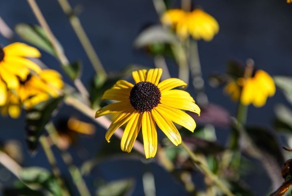 Gorman Heritage Farm Flowers Photography Art | Steve Rizzi Photography