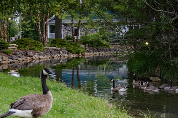 Geese by the Water