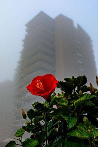 Vacation in the Mist