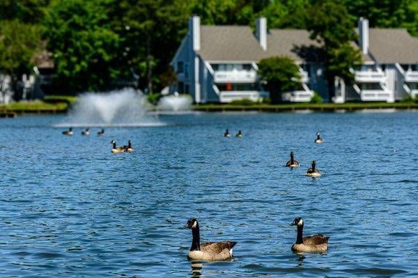 Peace on the Lake